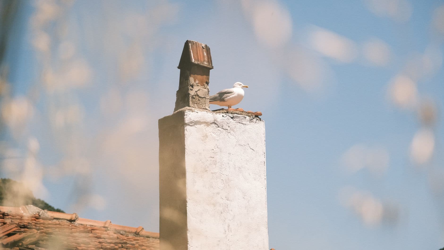 Professional chimney service